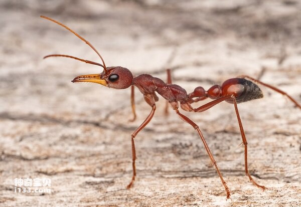 Myrmecia_gulosa.jpg