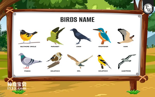 鸟都有什么种类名字(详细介绍)