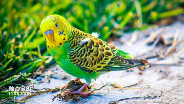 teaching-a-parakeet-to-speak.jpg