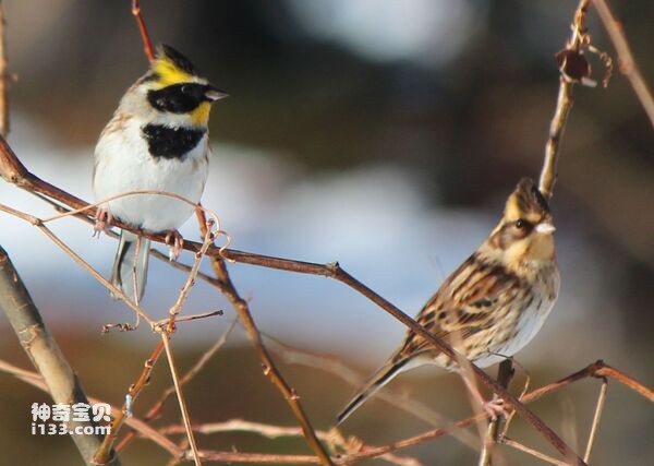 Emberiza_elegans_male_and_female.jpg