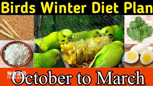 parrots-winter.jpg