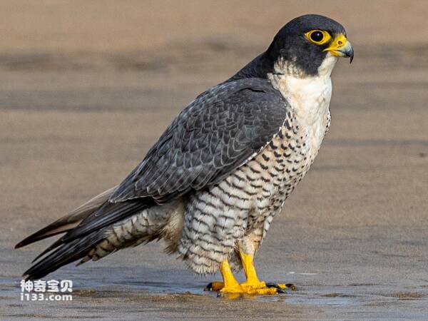 Falco peregrinus(1).jpg