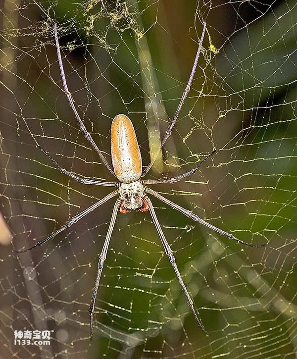 Nephila-pilipes (1).jpg