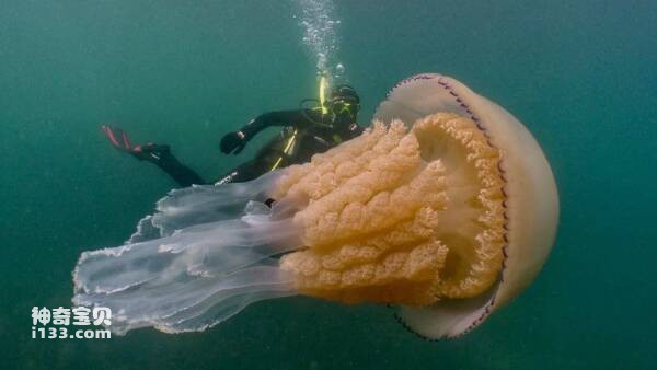 全球十大最毒的水母，榜首为世界上最毒的生物