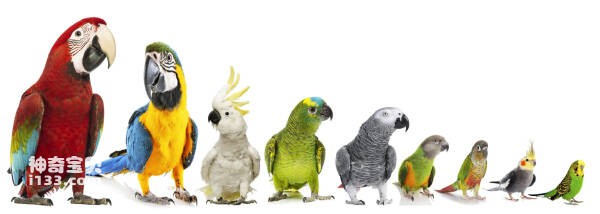 various-birds-scaled(1).jpg