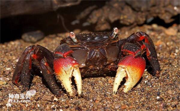 十大最适合新手养的宠物蟹，紫地蟹上榜，第四又被称为恶魔蟹