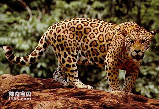 jaguar是虎还是豹？