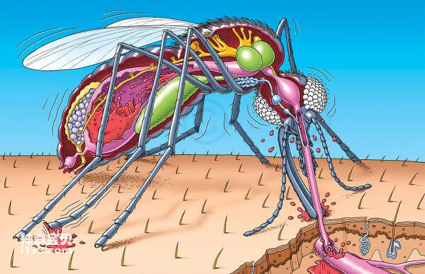 世界十大毒蚊子