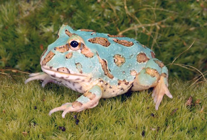 角蛙的寿命有多长