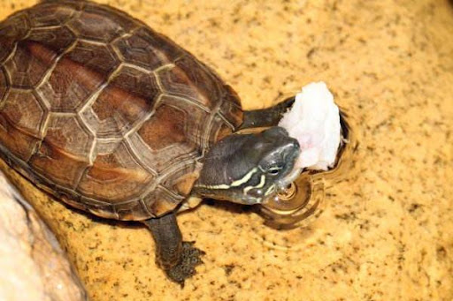 中华草龟吃什么