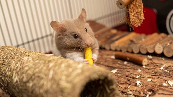 仓鼠可以吃菠萝吗