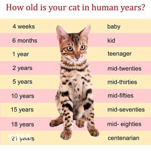 猫猫寿命一般多少年