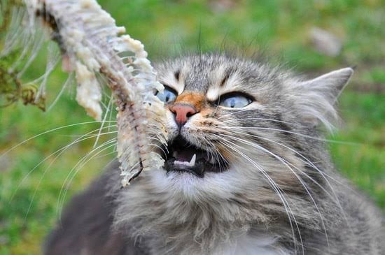 猫吃鱼时为什么不会被鱼刺卡住?