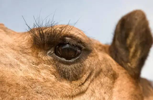 骆驼的睫毛是什么样子的(详细介绍)