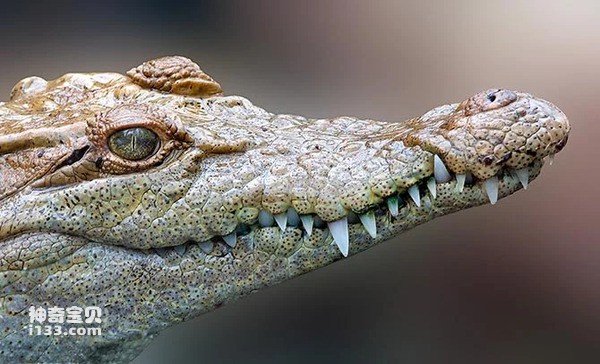 世界十大鳄鱼，最小的在中国