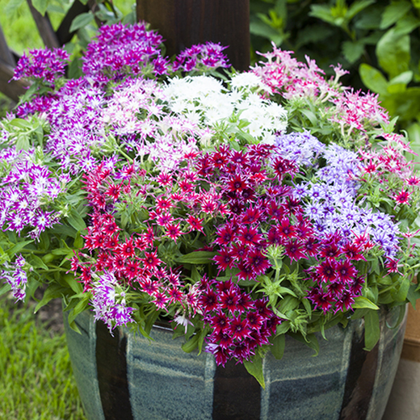 福䘵考（Popstars Phlox）的魅力与养护指南