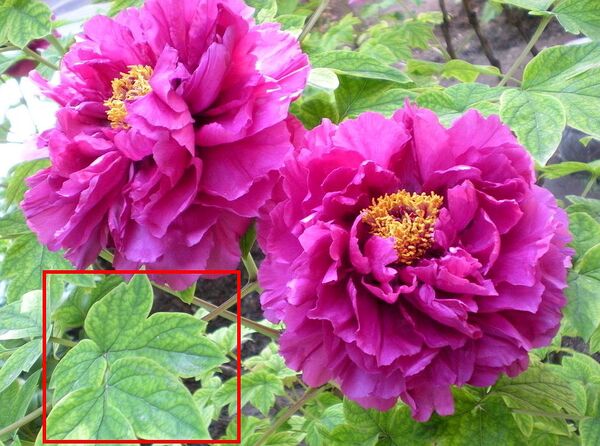 牡丹与芍药的区别——从植物学与文化深度解读