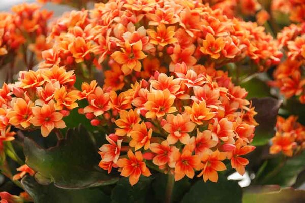 长寿花