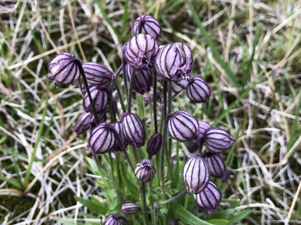 乌拉尔蝇子草（Silene uralensis）：北极圈中的坚韧花卉