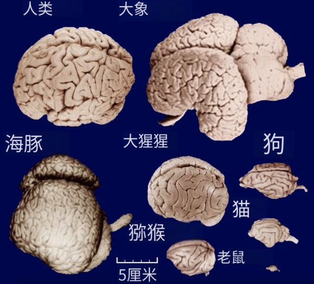 动物的脑袋更重吗？——探讨动物脑重量与智力的关系