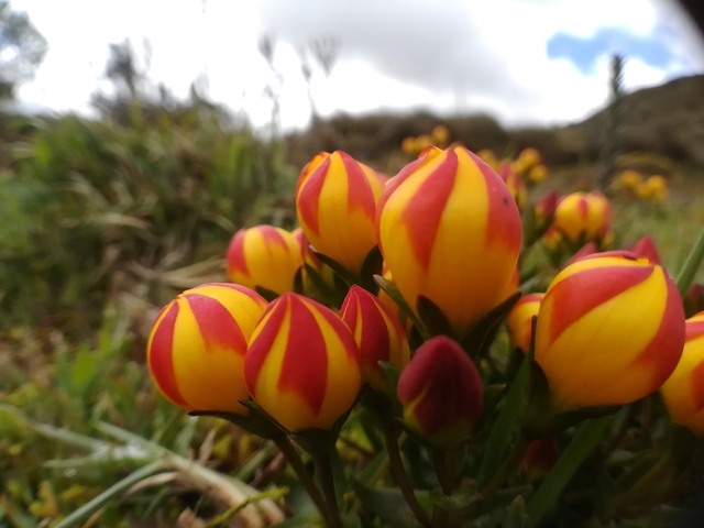 山羊假龙胆 (Gentianella hirculus)：高山幽谷中的蓝紫精灵