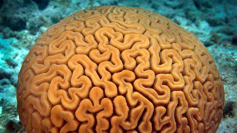 沟脑珊瑚 - Diploria labyrinthiformis