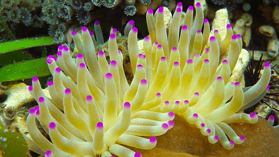 粉红尖头海葵（Condylactis gigantea）