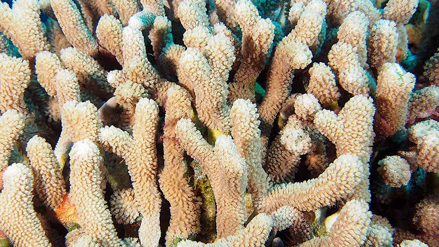 分枝指状珊瑚 - Porites furcata