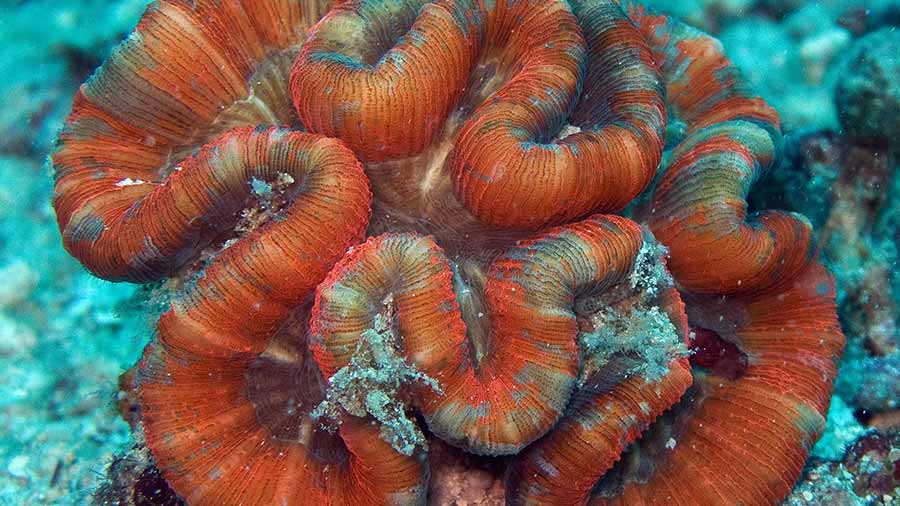 开脑珊瑚 - Trachyphyllia geoffroyi