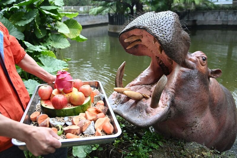 what-do-hippos-eat.jpeg
