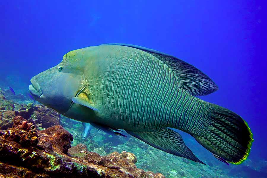 苏眉鱼（Cheilinus undulatus）