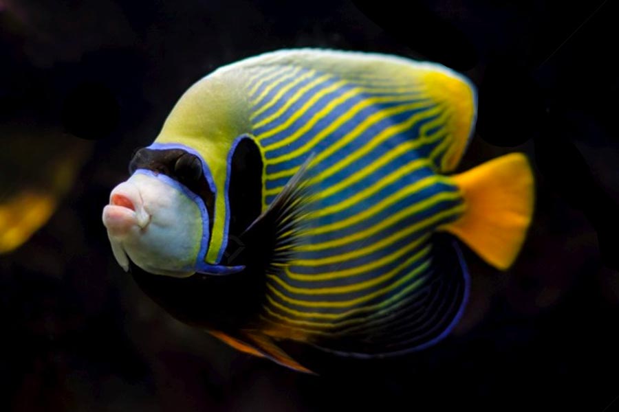 皇帝神仙鱼（Pomacanthus imperator）