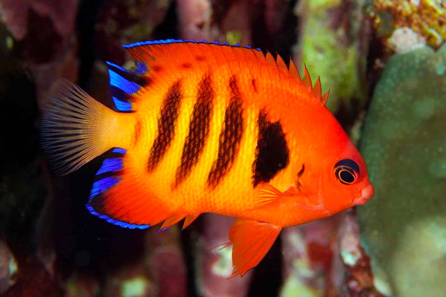 火焰神仙鱼（Centropyge loriculus）