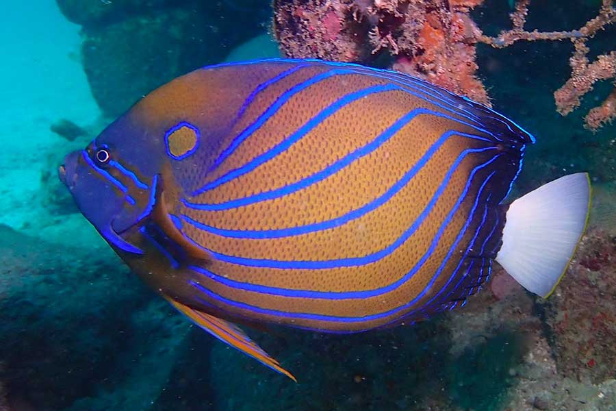 蓝环神仙鱼（Pomacanthus annularis）