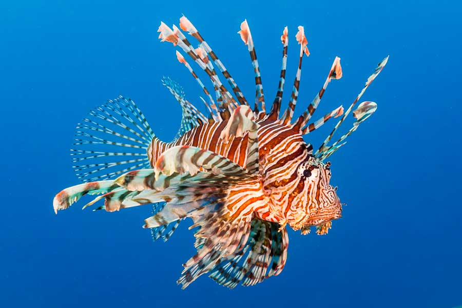 狮子鱼（Pterois）