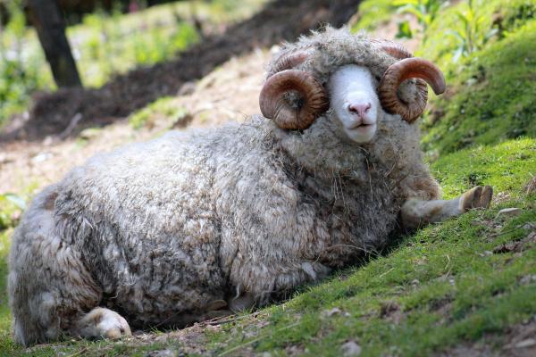 Tipos de ovejas - Oveja Dorset Horn