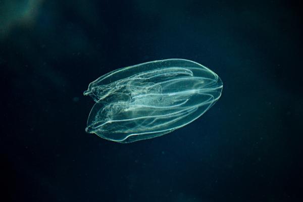 Medusas peine: el primer animal del mundo