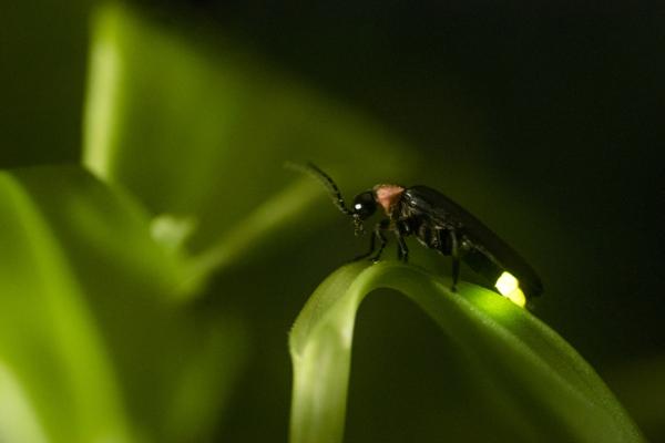 Qué es la bioluminiscencia y ejemplos - Ejemplos de bioluminiscencia