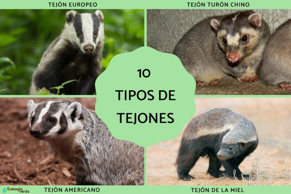10种獾的种类、信息及图片