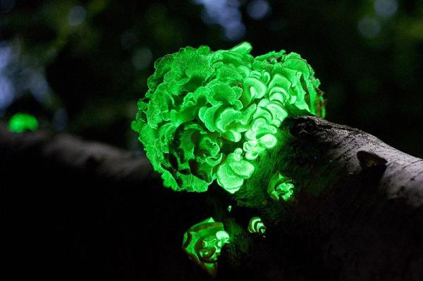 Qué es la bioluminiscencia y ejemplos