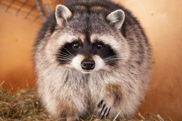 Tipos de mapaches - Mapache común o boreal (Procyon lotor)
