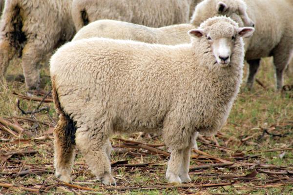 Tipos de ovejas - Oveja Romney