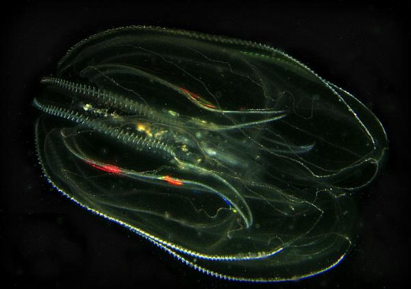 Medusas peine: el primer animal del mundo - Qué son las medusas peine