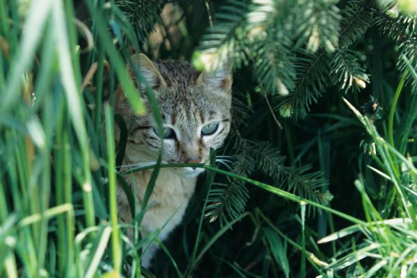 印度的动物-野猫或 Felis silvestris ornata
