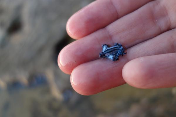 Dragón azul o Glaucus atlanticus: tamaño, anatomía, alimentación y veneno - ¿Es venenoso el dragón azul?