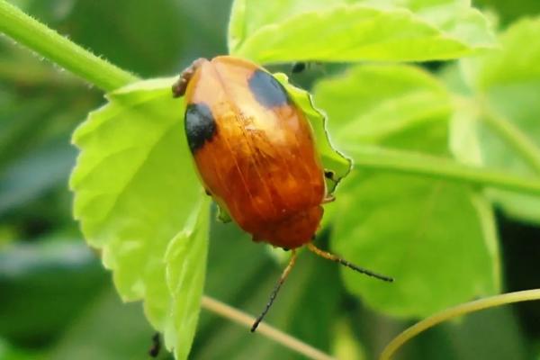 韩国动物 - 亚洲瓢虫（Harmonia spp.）