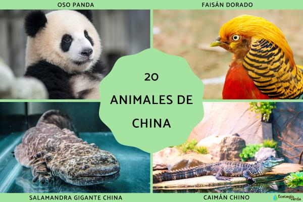 中国20种动物名称及图片介绍