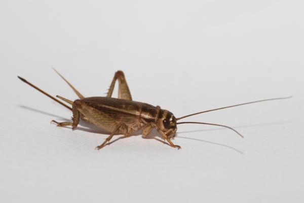 Tipos de grillos - Grillo doméstico (Acheta domesticus) 