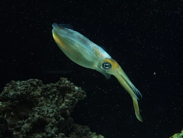 黑暗深渊的生存奇迹：16种生活在无光海域的深海生物