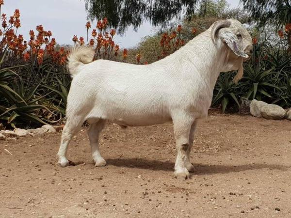 Tipos de cabras - Raza Savanna